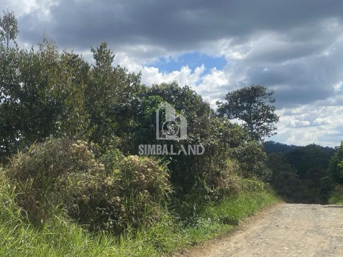 Ảnh chi tiết Bán 3 hec Cafe + Sầu Riêng Khu Vực Ninh Gia Đức trọng - Phần 3
