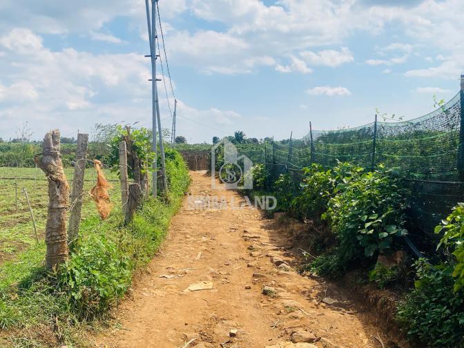 Ảnh chi tiết Bán đất vườn 6000m2 có 100m mặt tiền cách sân bay Liên khương 15 phút - Phần 5