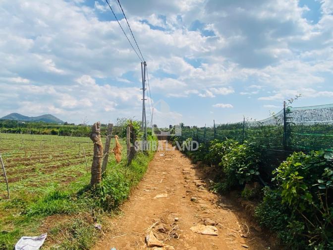 Ảnh chi tiết Bán đất vườn 6000m2 có 100m mặt tiền cách sân bay Liên khương 15 phút - Phần 11